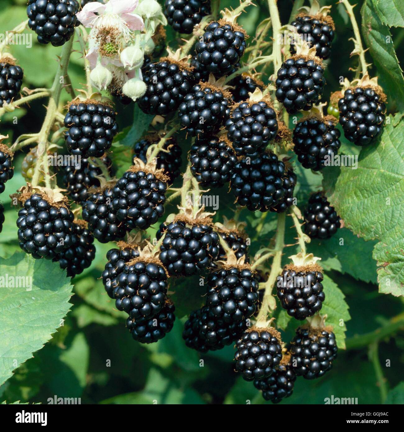 Blackberry - `Himalayan Giant'   FRU027316 Stock Photo